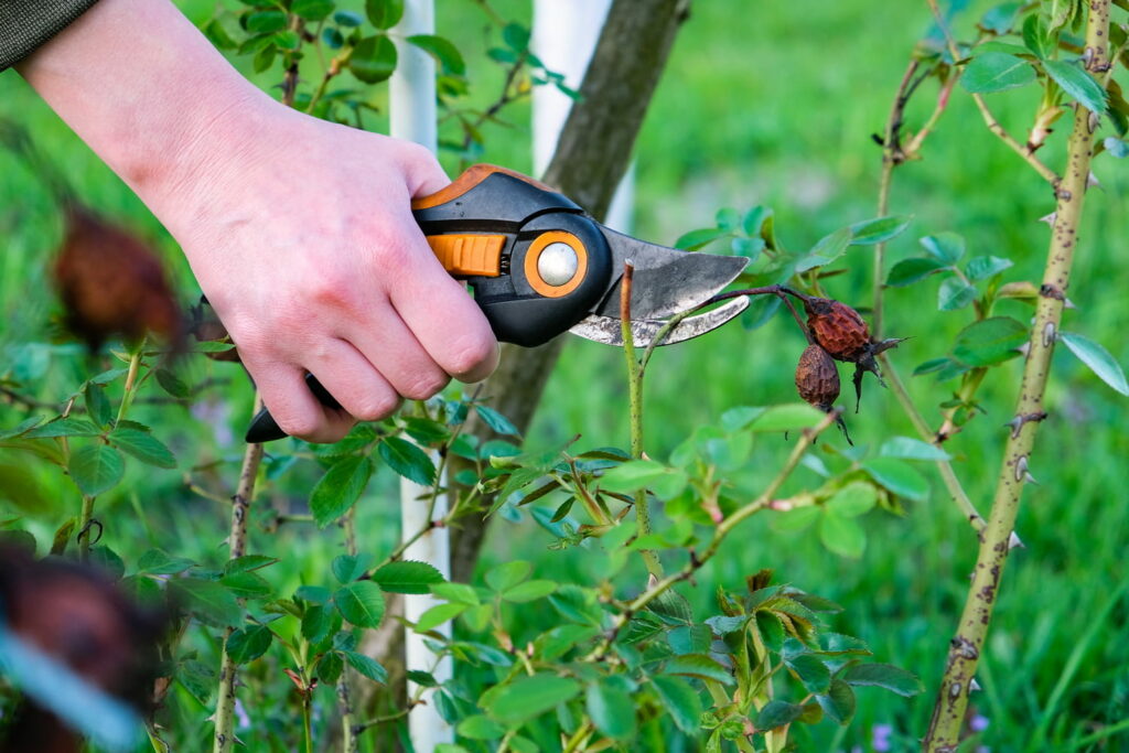 Les jardiniers le recommandent : il faut faire ces gestes dès maintenant pour avoir un beau jardin l'été prochain