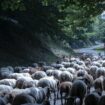 Fièvre catarrhale ovine : les vaccins pris en charge par l'Etat seront mis à disposition en Bretagne