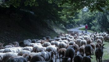 Fièvre catarrhale ovine : les vaccins pris en charge par l'Etat seront mis à disposition en Bretagne