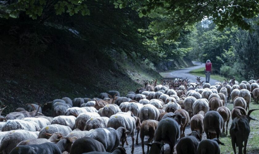 Fièvre catarrhale ovine : les vaccins pris en charge par l'Etat seront mis à disposition en Bretagne