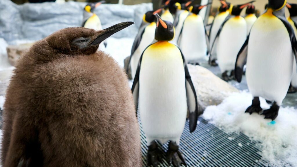 Pesto the penguin chick weighs as much as his parents combined