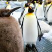 Pesto the penguin chick weighs as much as his parents combined