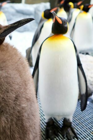 Pesto the penguin chick weighs as much as his parents combined