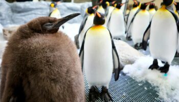 Pesto the penguin chick weighs as much as his parents combined