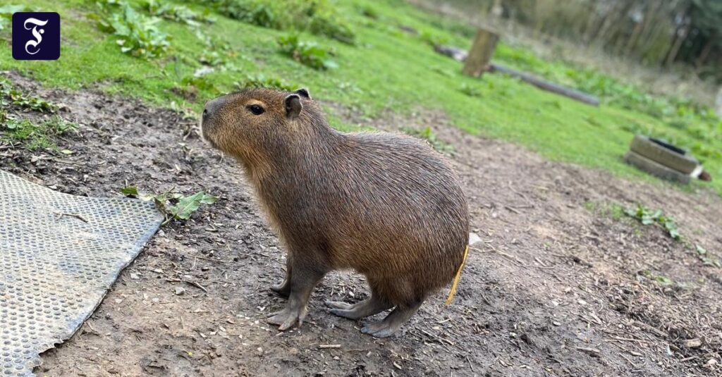 Für Capybara „Cinnamon“ endet eine Woche in Freiheit