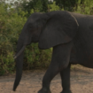 Zimbabwe : le pays va abattre 200 éléphants pour nourrir la population