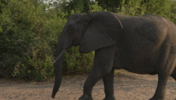 Zimbabwe : le pays va abattre 200 éléphants pour nourrir la population