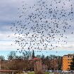 Auf der Suche nach dem Brandenburg-Tempo