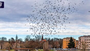 Auf der Suche nach dem Brandenburg-Tempo