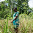 Au Suriname, les descendants d’esclaves marrons dorlotent leur riz