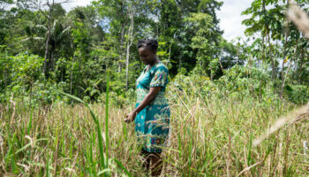 Au Suriname, les descendants d’esclaves marrons dorlotent leur riz