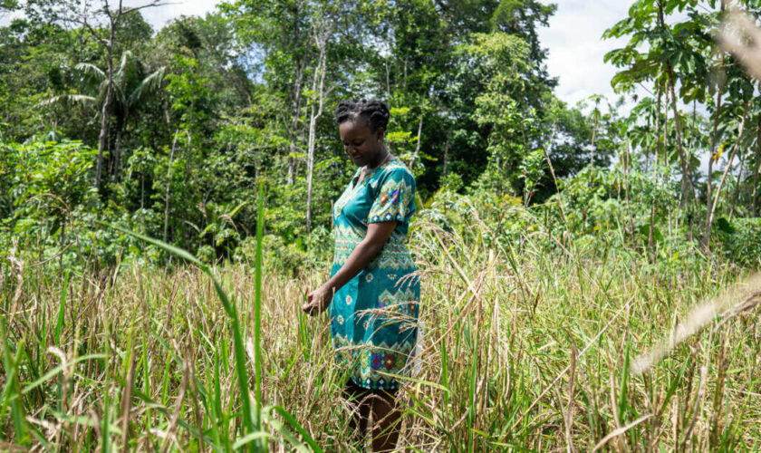 Au Suriname, les descendants d’esclaves marrons dorlotent leur riz