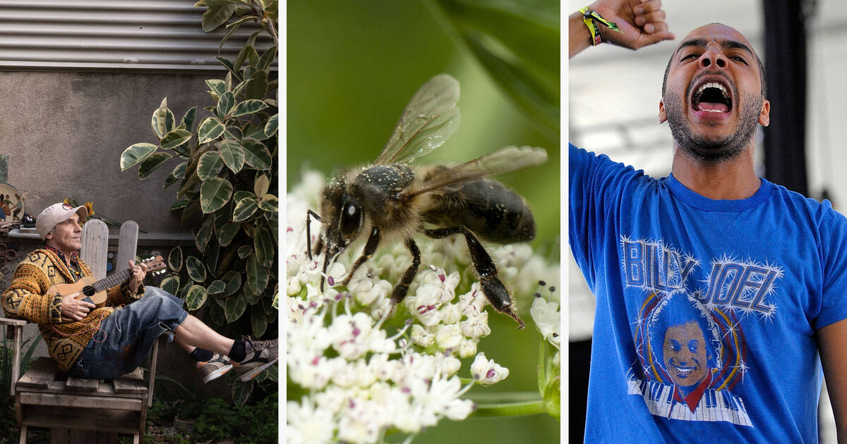 Dix articles qui nous ont réconfortés cette semaine : DJ Mehdi, l’intelligence artificielle et des abeilles