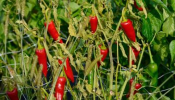 Le piment d'Espelette, l'or rouge du Pays basque