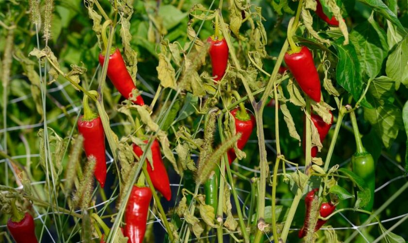 Le piment d'Espelette, l'or rouge du Pays basque