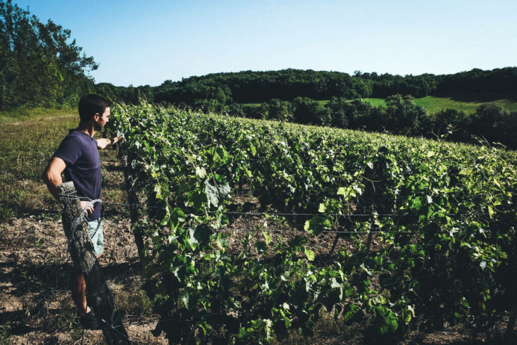 Faire du vin rouge plus léger malgré le réchauffement climatique, le défi des vignerons