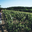 Faire du vin rouge plus léger malgré le réchauffement climatique, le défi des vignerons