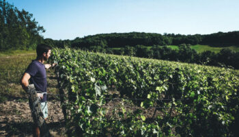 Faire du vin rouge plus léger malgré le réchauffement climatique, le défi des vignerons