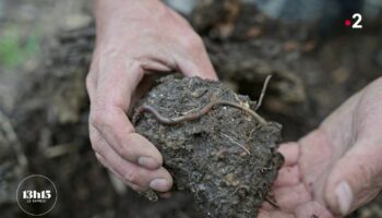 VIDEO. Sécheresse dans les Pyrénées-Orientales : les agriculteurs se réinventent pour économiser l'eau