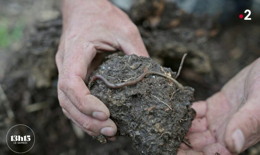 VIDEO. Sécheresse dans les Pyrénées-Orientales : les agriculteurs se réinventent pour économiser l'eau