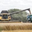 "Blé" : parce que le rendement de cette céréale est en chute libre cette année en France