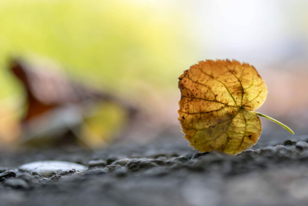 Equinoxe d'automne 2024 : quelles conséquences sur la météo ?