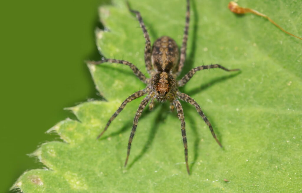 Attention cette plante attire les araignées, beaucoup l'ont à la maison