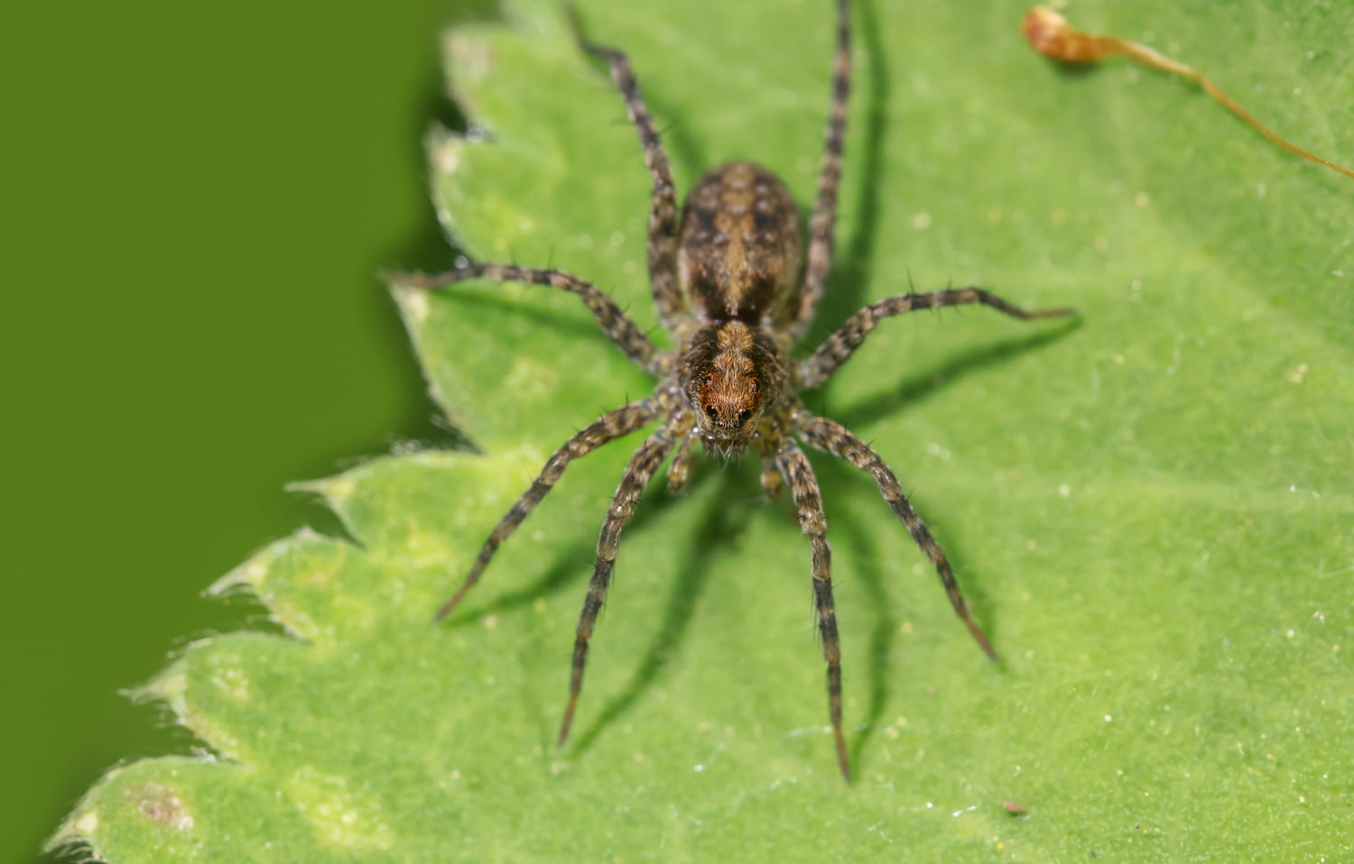 Attention cette plante attire les araignées, beaucoup l'ont à la maison