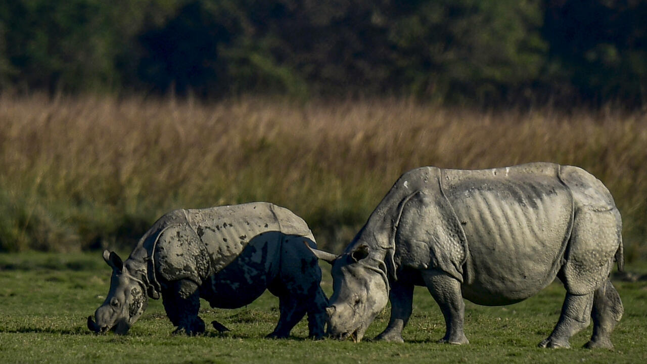 La population de rhinocéros indiens à une corne a quasiment triplé en 40 ans