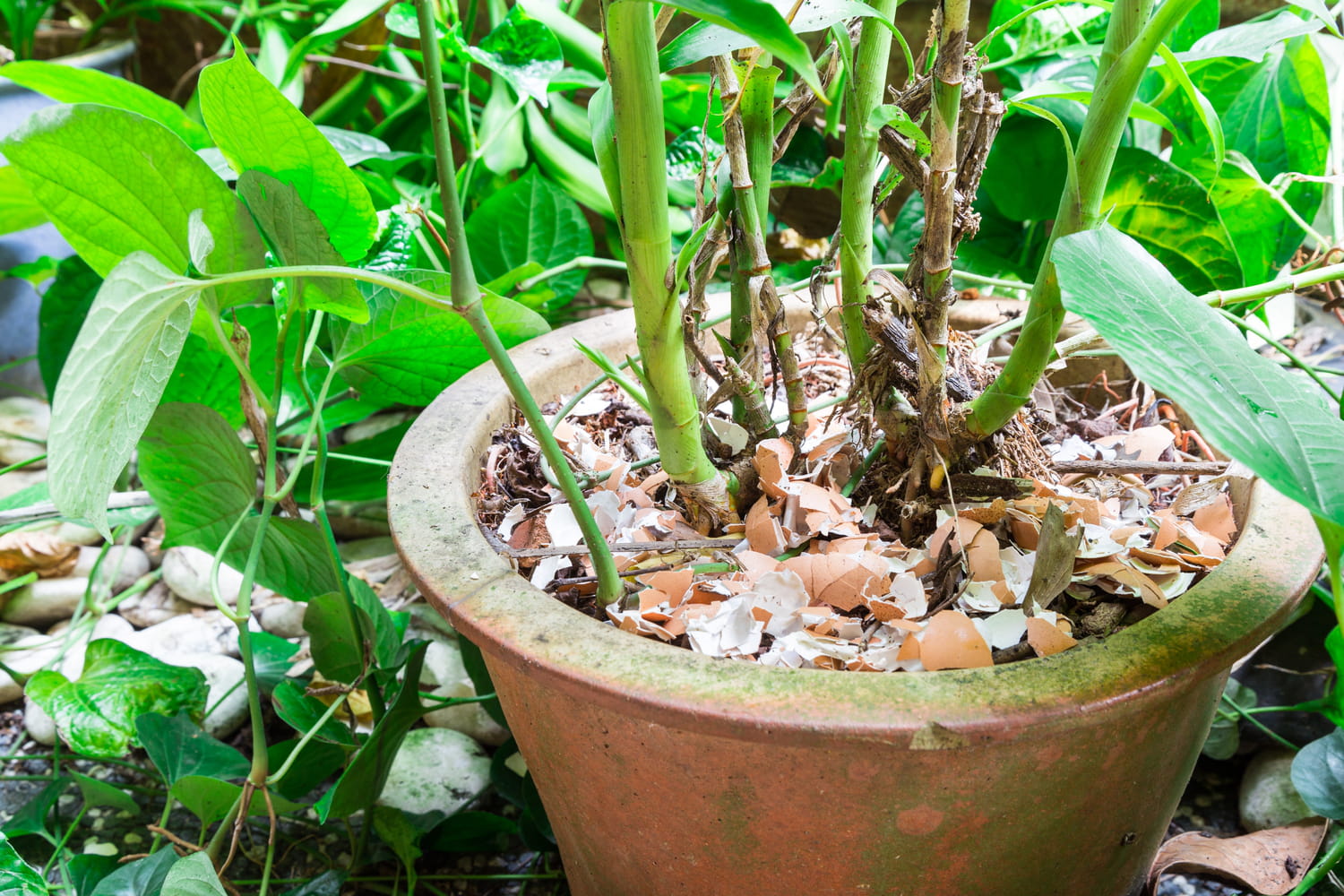 Ce problème au jardin peut être résolu simplement avec du vinaigre et des coquilles d'œuf