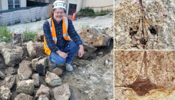 Fossils dating back 9 million years unearthed during construction at high school