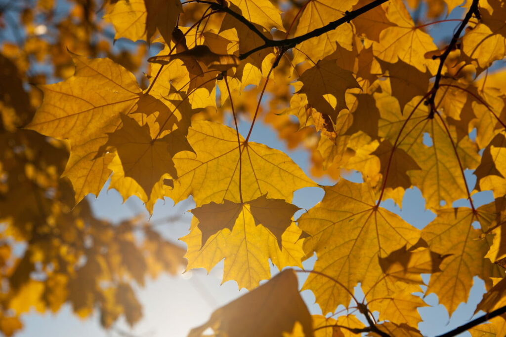 La météo d'octobre et novembre se précise : des détails sur les températures et la pluie