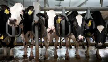 Dairy cows have been infected with H5N1 bird flu in multiple US states this year. Pic: AP