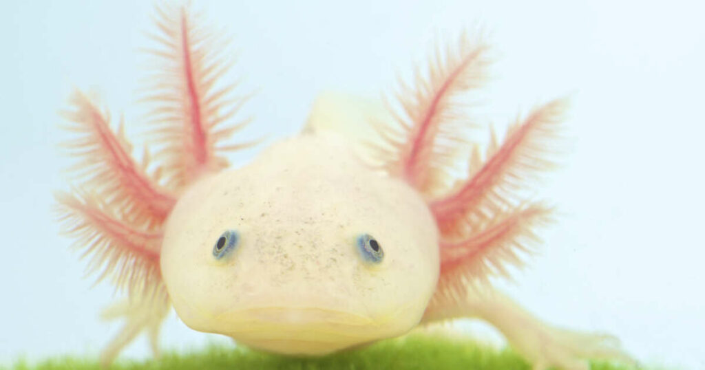 Les axolotls s’arrêteraient de vieillir après le premier tiers de leur vie