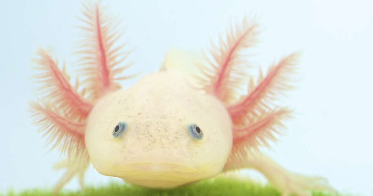 Les axolotls s’arrêteraient de vieillir après le premier tiers de leur vie