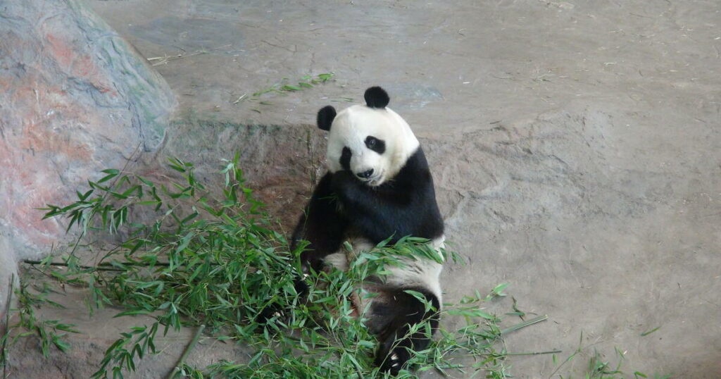 Un zoo finlandais renvoie deux pandas en Chine, car trop chers à entretenir