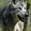 Les membres de l’UE ont donné leur accord pour réduire la protection des loups