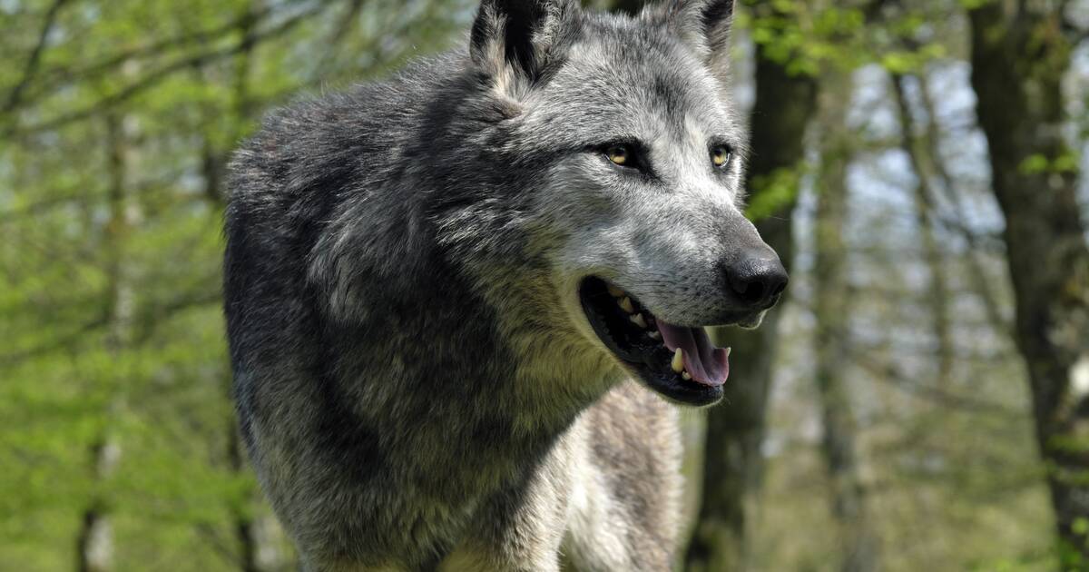 Les membres de l’UE ont donné leur accord pour réduire la protection des loups