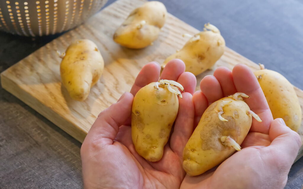 C'est LA solution pour éviter que vos pommes de terre germent, pourtant personne ne connaît cette astuce de grand-mère