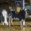 Pour les éleveurs français, la réduction de collecte de lait de Lactalis est vécue comme une "déflagration" assure le patron de la FNSEA