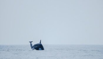 Drone footage reveals orcas hunting unexpected prey off Chile for first time