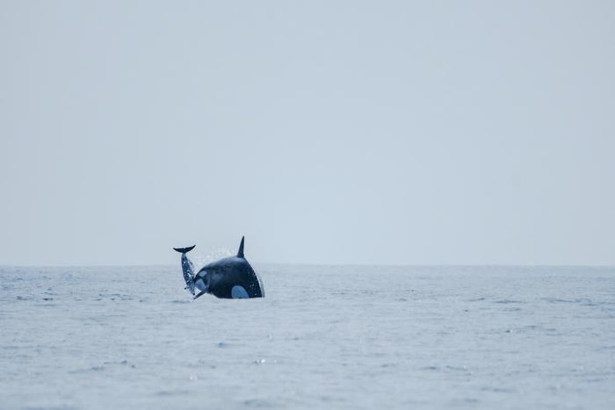 Drone footage reveals orcas hunting unexpected prey off Chile for first time