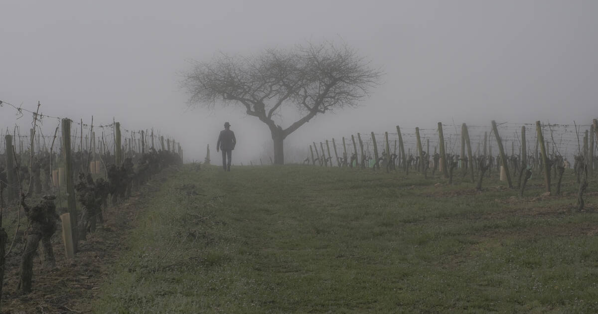 Intempéries : dans la Loire, «une belle année bien pourrie» pour la vigne