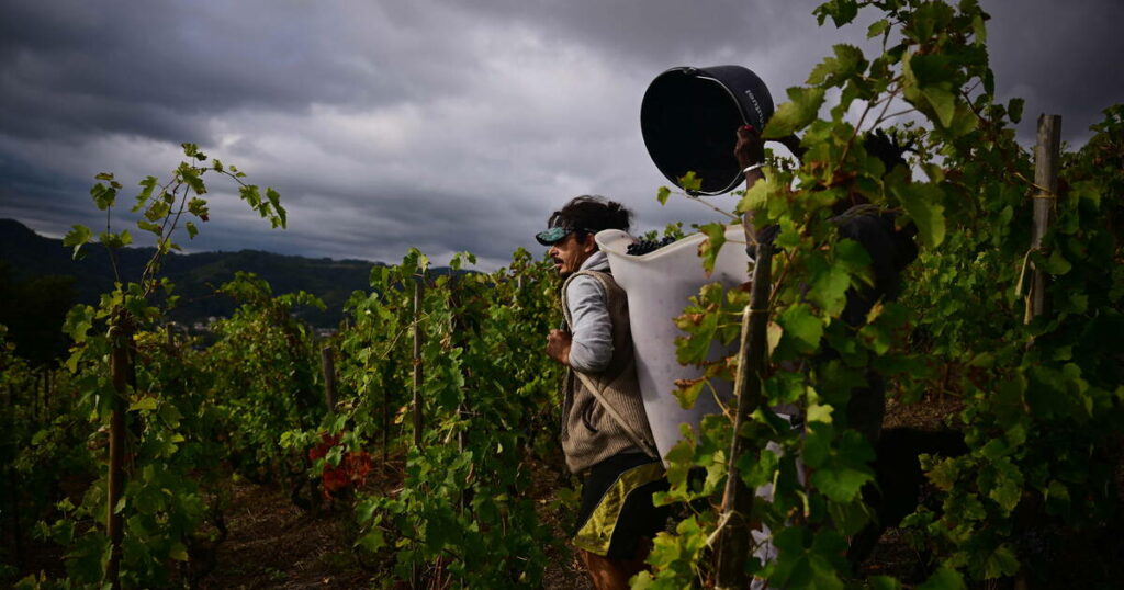 Agriculture : «Le réchauffement climatique demande aux exploitants de s’adapter à des conditions très différentes d’une année sur l’autre»