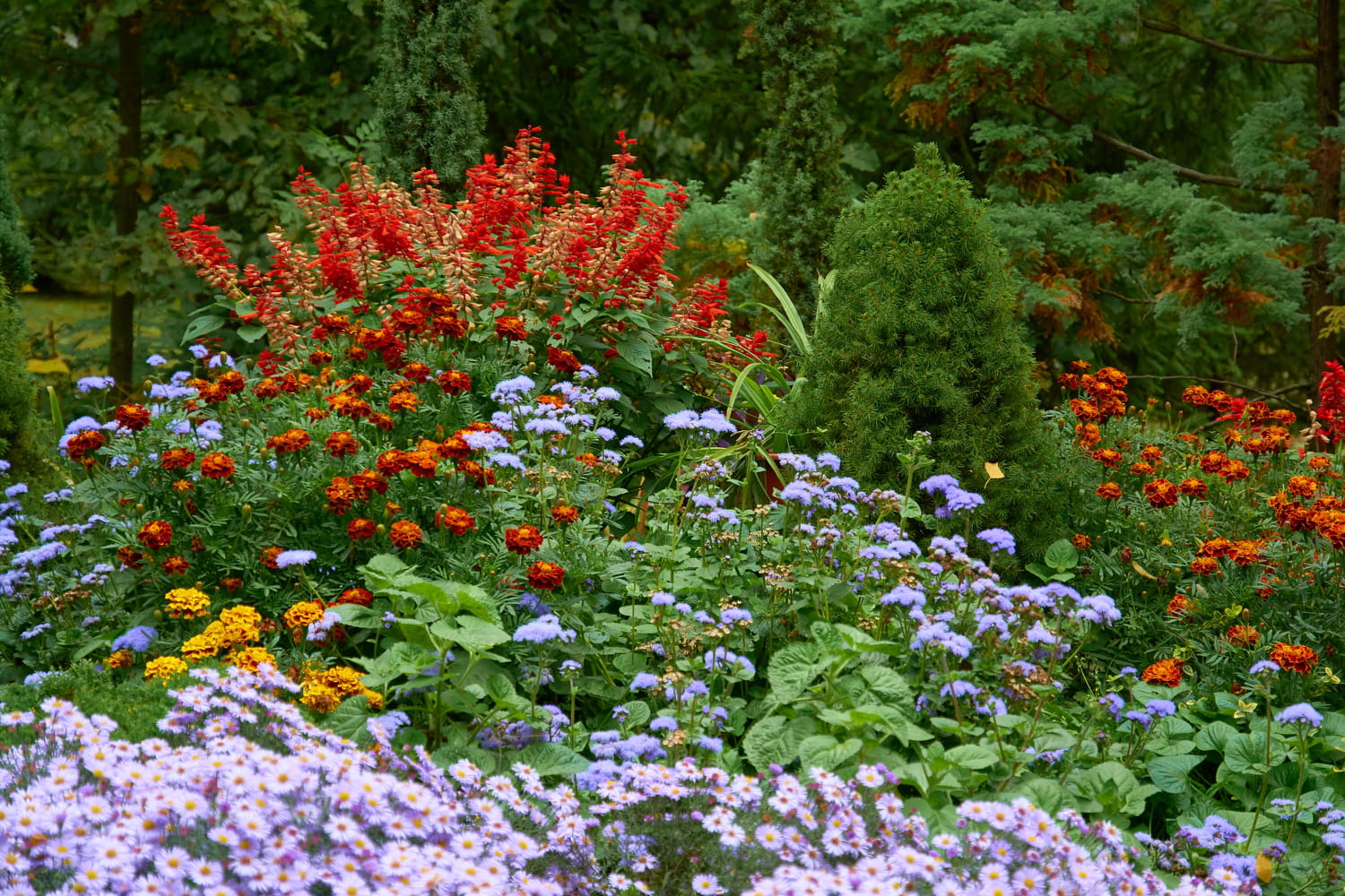 Les jardiniers recommandent de planter ces fleurs dès maintenant pour un jardin coloré tout l'automne