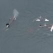 Moment killer whales hunt down dolphin before sharing the catch among themselves