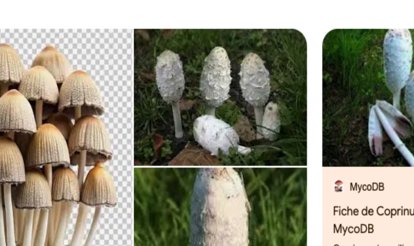 Sur Google, les photos de champignons générées par IA font courir de vrais dangers