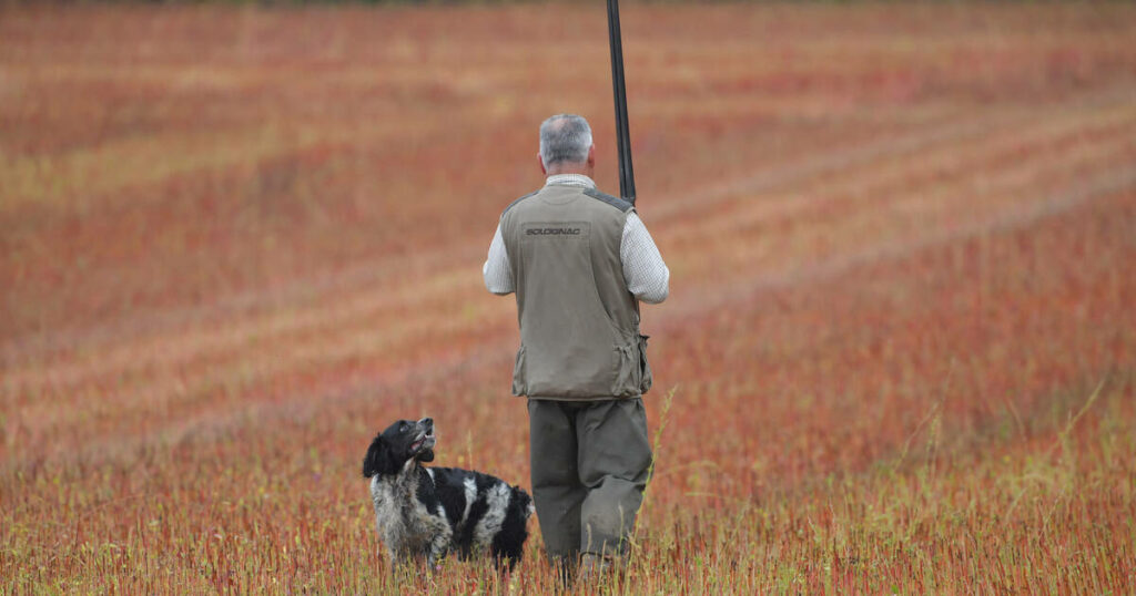 Loire : un chasseur tué d’une balle dans la tête lors d’une battue aux sangliers