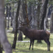 Traqué par des chasseurs à courre, un cerf se réfugie devant la gendarmerie de Senlis