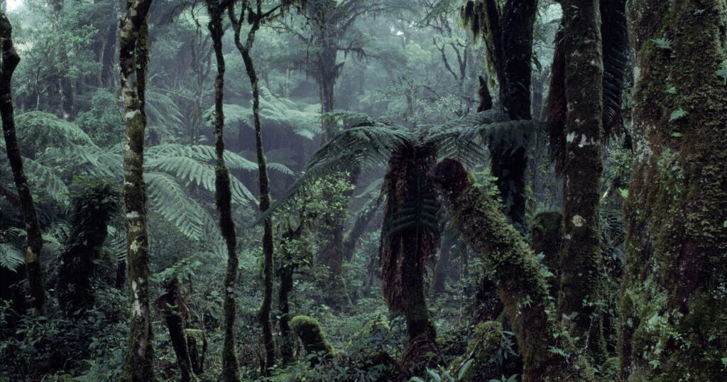 «Wallace», entre faune et chimères menaçantes de la forêt amazonienne